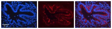 Anti-Jagged 2 antibody, N-term used in IHC (Paraffin sections) (IHC-P). GTX49093
