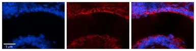 Anti-MICALL1 antibody, N-term used in IHC (Paraffin sections) (IHC-P). GTX49107