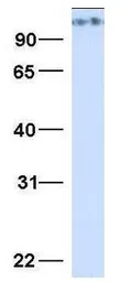 Anti-MICALL1 antibody, N-term used in Western Blot (WB). GTX49107