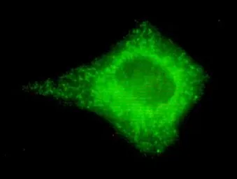 Anti-COX4 antibody [4D11-B3-E8] used in Immunocytochemistry/ Immunofluorescence (ICC/IF). GTX49132