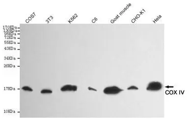 Anti-COX4 antibody [4D11-B3-E8] used in Western Blot (WB). GTX49132