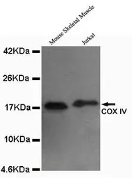 Anti-COX4 antibody [4D11-B3-E8] used in Western Blot (WB). GTX49132