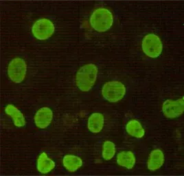 Anti-CDX2 antibody [4B9-B12-E9] used in Immunocytochemistry/ Immunofluorescence (ICC/IF). GTX49136