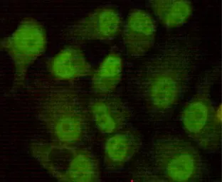 Anti-DNA-PKcs antibody [8D3-B12-F11] used in Immunocytochemistry/ Immunofluorescence (ICC/IF). GTX49138