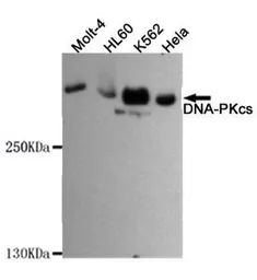 Anti-DNA-PKcs antibody [8D3-B12-F11] used in Western Blot (WB). GTX49138