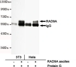 Anti-RAD9A antibody [3A3-A7-F8] used in Immunoprecipitation (IP). GTX49140