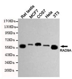 Anti-RAD9A antibody [3A3-A7-F8] used in Western Blot (WB). GTX49140