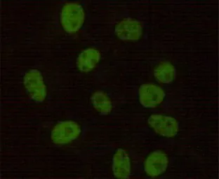 Anti-DNA-PKcs antibody [6D1-C11-F10] used in Immunocytochemistry/ Immunofluorescence (ICC/IF). GTX49142