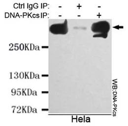 Anti-DNA-PKcs antibody [6D1-C11-F10] used in Immunoprecipitation (IP). GTX49142