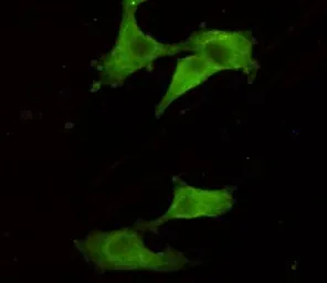 Anti-PGP9.5 antibody [7B8-G5-E7] used in Immunocytochemistry/ Immunofluorescence (ICC/IF). GTX49143