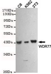 Anti-WDR77 antibody [8A10-C10-E8] used in Western Blot (WB). GTX49156