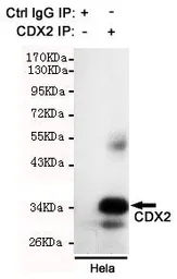 Anti-CDX2 antibody [4F12-B3-H4] used in Immunoprecipitation (IP). GTX49162