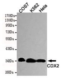 Anti-CDX2 antibody [4F12-B3-H4] used in Western Blot (WB). GTX49162