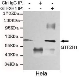 Anti-GTF2H1 antibody [3E8-D3-H8] used in Immunoprecipitation (IP). GTX49172