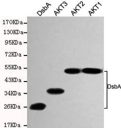 Anti-DsbA antibody [1A2-D4-G10] used in Western Blot (WB). GTX49173