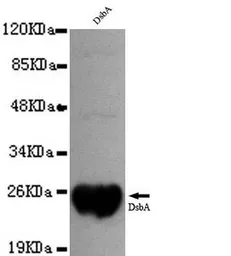 Anti-DsbA antibody [1A2-D4-G10] used in Western Blot (WB). GTX49173