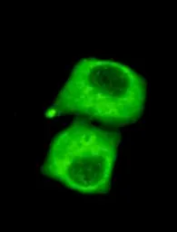 Anti-Pyruvate Dehydrogenase antibody [3H2-F8-B5] used in Immunocytochemistry/ Immunofluorescence (ICC/IF). GTX49178