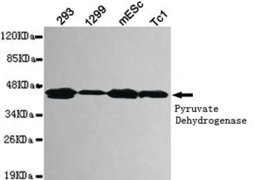 Anti-Pyruvate Dehydrogenase antibody [3H2-F8-B5] used in Western Blot (WB). GTX49178