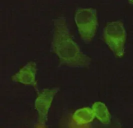 Anti-Eg5 antibody [4H3-1F12] used in Immunocytochemistry/ Immunofluorescence (ICC/IF). GTX49188