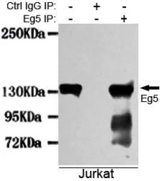 Anti-Eg5 antibody [4H3-1F12] used in Immunoprecipitation (IP). GTX49188