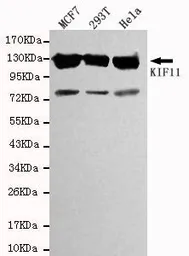 Anti-Eg5 antibody [4H3-1F12] used in Western Blot (WB). GTX49188