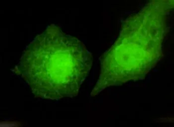 Anti-TBLR1 antibody [4F3-A8-D9] used in Immunocytochemistry/ Immunofluorescence (ICC/IF). GTX49189