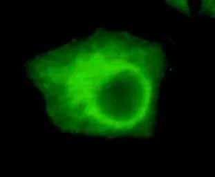 Anti-UHRF1 antibody [1H9-D3-E11] used in Immunocytochemistry/ Immunofluorescence (ICC/IF). GTX49190