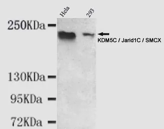 Anti-JARID1C antibody [2E4-E1-G8] used in Western Blot (WB). GTX49191