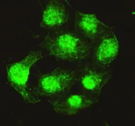 Anti-PPP4C antibody [2F11-D10-G4] used in Immunocytochemistry/ Immunofluorescence (ICC/IF). GTX49198