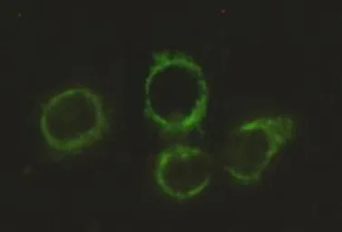 Anti-DLAT antibody [4A4-B6-C10] used in Immunocytochemistry/ Immunofluorescence (ICC/IF). GTX49202
