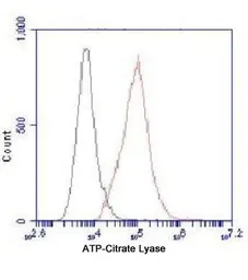 Anti-ATP citrate lyase antibody [3D9-E9-H8] used in Flow cytometry (FCM). GTX49218