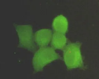 Anti-PPP1A antibody [1C11-C10-H5-E9] used in Immunocytochemistry/ Immunofluorescence (ICC/IF). GTX49238