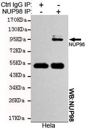 Anti-NUP98 antibody [3B8-D7-H10] used in Immunoprecipitation (IP). GTX49240