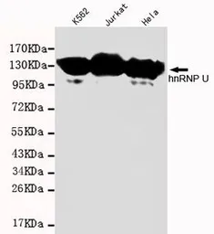 Anti-hnRNP U antibody [1B11-H2-B7] used in Western Blot (WB). GTX49242