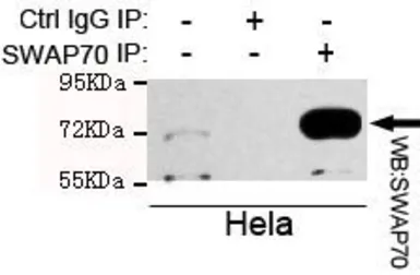 Anti-SWAP70 antibody [2E9-E8-E9] used in Immunoprecipitation (IP). GTX49244