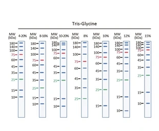 Trident Prestained Protein Ladder (Standard Range). GTX49384
