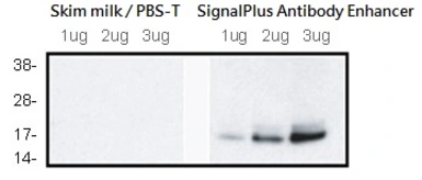 SignalPlus Antibody Enhancer. GTX49999