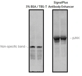 SignalPlus Antibody Enhancer. GTX49999