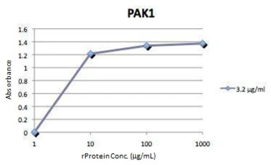 PAK1 ELISA Pair. GTX500005