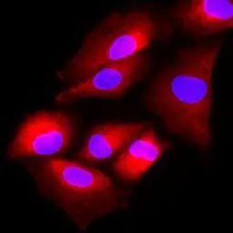 Anti-FUS2 antibody [AT2F4] used in Immunocytochemistry/ Immunofluorescence (ICC/IF). GTX50012