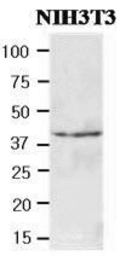 Anti-FUS2 antibody [AT2F4] used in Western Blot (WB). GTX50012