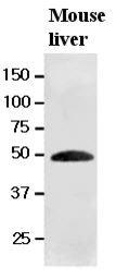 Anti-Ribonuclease Inhibitor antibody [AT1H23] used in Western Blot (WB). GTX50017