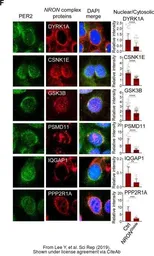Anti-PSMD11 antibody [AT1F4] used in Immunocytochemistry/ Immunofluorescence (ICC/IF). GTX50018