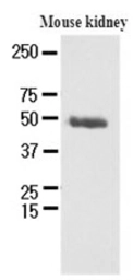 Anti-PSMD11 antibody [AT1F4] used in Western Blot (WB). GTX50018