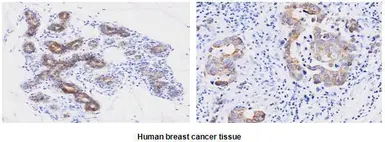 Anti-Cyclophilin F antibody [AT1F5] used in IHC (Paraffin sections) (IHC-P). GTX50026