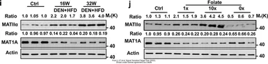 Anti-MAT2A antibody [AT3A2] used in Western Blot (WB). GTX50027