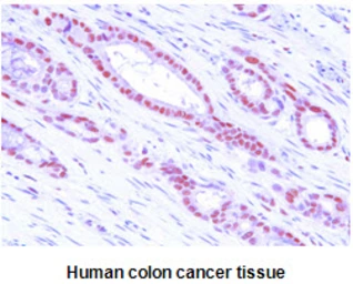 Anti-MAT2A antibody [AT3A2] used in IHC (Paraffin sections) (IHC-P). GTX50027