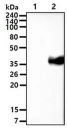 Anti-Wnt3a antibody [3A6] used in Western Blot (WB). GTX50033