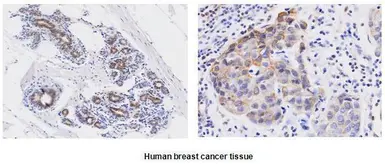 Anti-Wnt3a antibody [3A6] used in IHC (Paraffin sections) (IHC-P). GTX50033