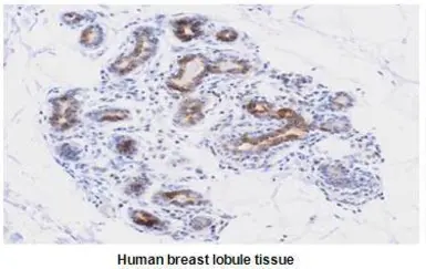 Anti-AVEN antibody [3G4] used in IHC (Paraffin sections) (IHC-P). GTX50039